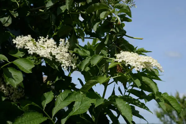 Yaygın dağ külleri (Sorbus aucuparia) 