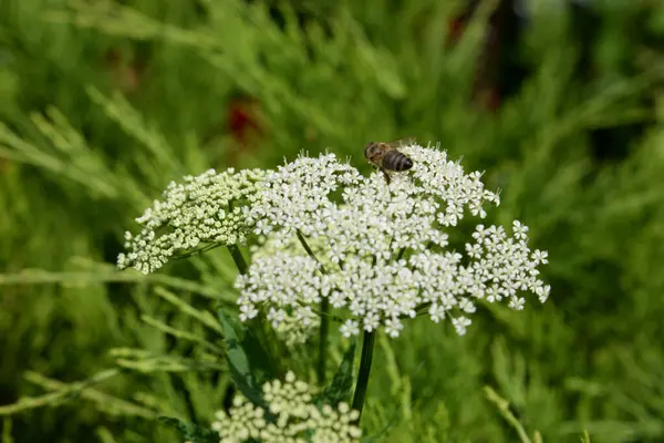 Vahşi havuç (Daucus arota)