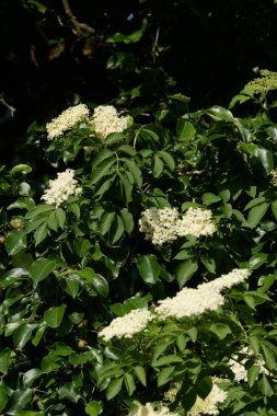 Yaygın dağ külleri (Sorbus aucuparia)