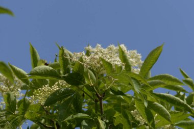 Yaygın dağ külleri (Sorbus aucuparia)