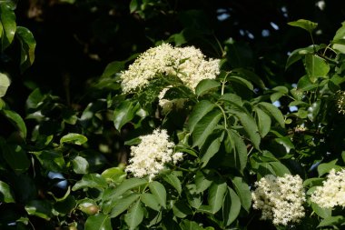 Yaygın dağ külleri (Sorbus aucuparia)