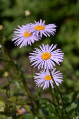  Alpine aster (Aster alpinus), Asteraceae familyasından bir bitki türü.. 