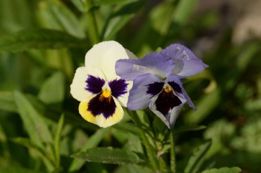 Üç renkli menekşe, vahşi nonoş (Viola üç renkli L.) 
