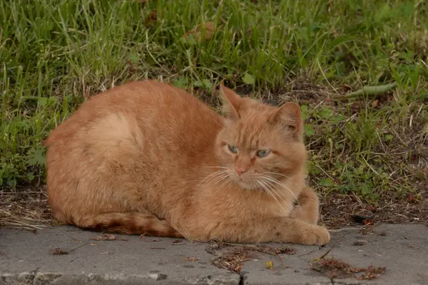 Kedi kedisi (Latince Felis Silvestris catus), kedigiller (Felis) familyasından bir kedi türü.) 