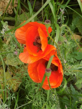 Oriental haşhaş (gelincik orientale)           