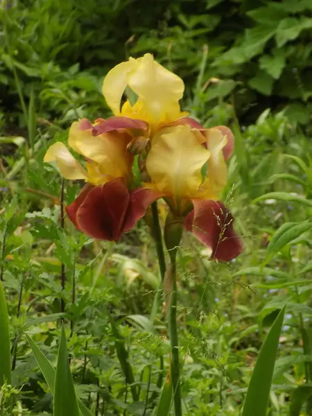  Horozlar veya irisler (Latin Iris)           