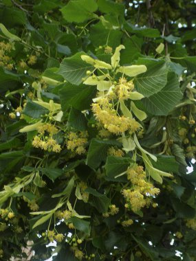 Linden (Tilia), Mallow familyasından bir ağaç cinsidir..          