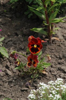 Üç renkli menekşe, vahşi nonoş (Viola üç renkli L.) 