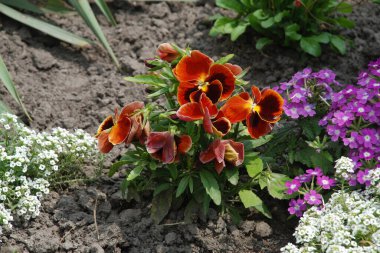 Üç renkli menekşe, vahşi nonoş (Viola üç renkli L.) 