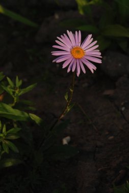  Alpine aster (Aster alpinus), Asteraceae familyasından bir bitki türü..