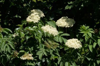 Yaygın dağ külleri (Sorbus aucuparia)