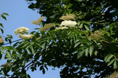 Yaygın dağ külleri (Sorbus aucuparia)