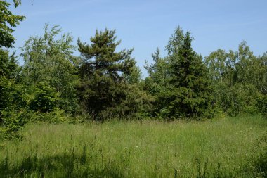 Bahar eski karışık orman