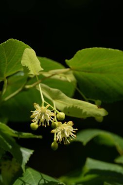 Linden (Tilia), Mallow familyasından bir ağaç cinsidir.. 