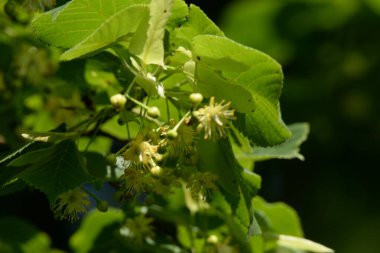 Linden (Tilia), Mallow familyasından bir ağaç cinsidir.. 