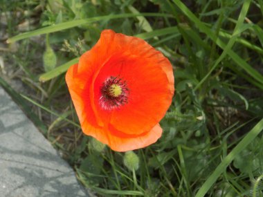 Oriental haşhaş (gelincik orientale)          