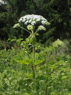 Borschivnik Sosnowski (Heracleum sosnowskyi Manden.)          