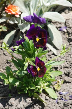 Üç renkli menekşe, vahşi nonoş (Viola üç renkli L.) 