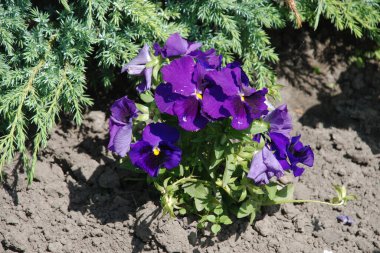 Üç renkli menekşe, vahşi nonoş (Viola üç renkli L.) 
