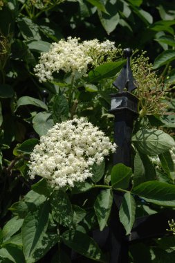 Yaygın dağ külleri (Sorbus aucuparia)