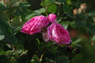 Köpek Balığı Gül (Rosa Canina)