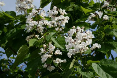 Catalpa (Katalpa), Bignoniaceae familyasından bir ağaç cinsidir..