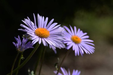  Alpine aster (Aster alpinus), Asteraceae familyasından bir bitki türü..