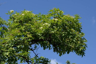 Yaygın dağ külleri (Sorbus aucuparia)