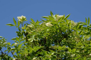 Yaygın dağ külleri (Sorbus aucuparia)