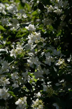 Yasmin, yasmin, yasmyn (eskimiş), zeytin familyasından bir bitki türü. Alaycı portakal (lat. Hughdelphus coronarius)