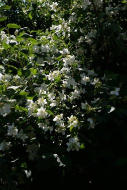 Yasmin, yasmin, yasmyn (eskimiş), zeytin familyasından bir bitki türü. Alaycı portakal (lat. Hughdelphus coronarius)