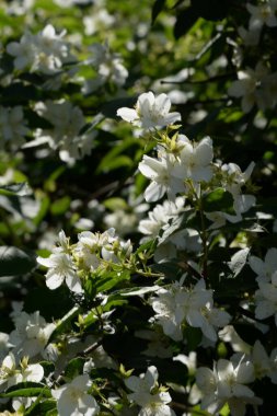 Yasmin, yasmin, yasmyn (eskimiş), zeytin familyasından bir bitki türü. Alaycı portakal (lat. Hughdelphus coronarius)