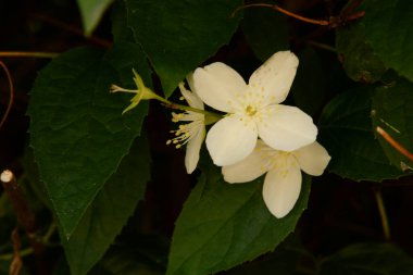 Yasmin, yasmin, yasmyn (eskimiş), zeytin familyasından bir bitki türü. Alaycı portakal (lat. Hughdelphus coronarius)