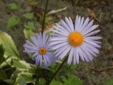 Alpine aster (Aster alpinus), Asteraceae familyasından bir bitki türü..         