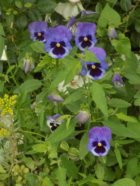 Üç renkli menekşe, vahşi nonoş (Viola üç renkli L.)           