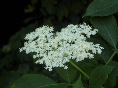 Yaygın dağ külleri (Sorbus aucuparia)          