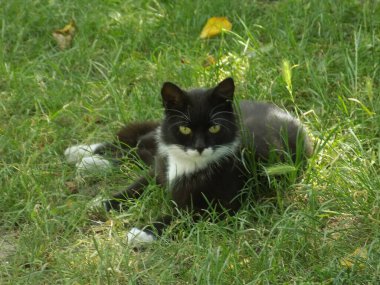 Kedi kedisi (Latince Felis Silvestris catus), kedigiller (Felis) familyasından bir kedi türü.)           