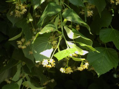 Linden (Tilia), Mallow familyasından bir ağaç cinsidir..           