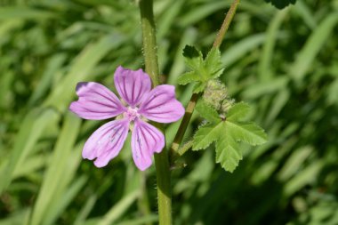 Yabani yaban ördeği, yabani yaban ördeği, normal yosun, zensiver (Latin Malva sylvestris L., Malva grossheimii Schischk.)