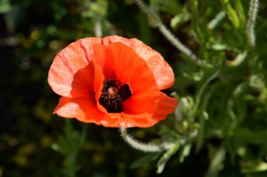 Oriental haşhaş (gelincik orientale) 