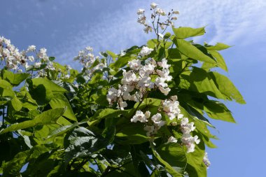 Catalpa (Katalpa), Bignoniaceae familyasından bir ağaç cinsidir..