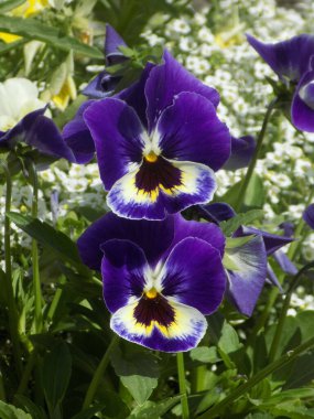 Üç renkli menekşe, vahşi nonoş (Viola üç renkli L.) 