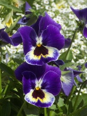 Üç renkli menekşe, vahşi nonoş (Viola üç renkli L.) 