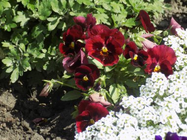 Üç renkli menekşe, vahşi nonoş (Viola üç renkli L.) 