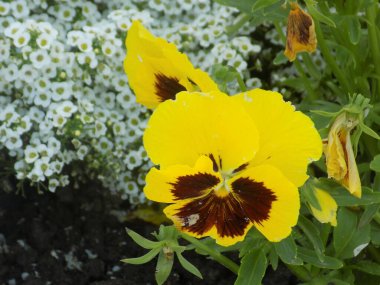 Üç renkli menekşe, vahşi nonoş (Viola üç renkli L.) 