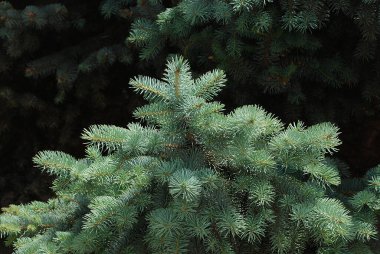 Dikenli, mavi veya Colorado ladin (Picea pungens Engelm.)  