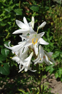 Lily (Lilium, Ukraynalı halk ismi Lily) 