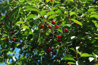 Genel kiraz (Prunus cerasus L.)