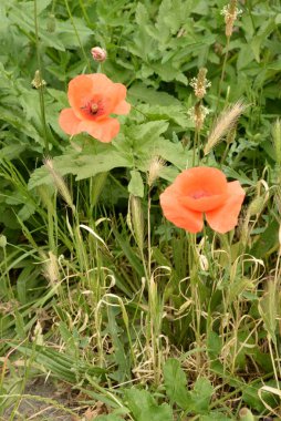 Oriental haşhaş (gelincik orientale) 