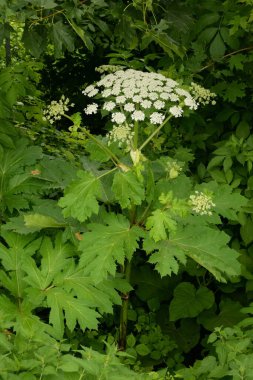 Borschivnik Sosnowski (Heracleum sosnowskyi Manden.) 